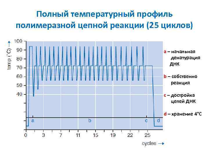 Полный температурный профиль полимеразной цепной реакции (25 циклов) a – начальная денатурация ДНК b