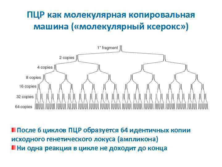 ПЦР как молекулярная копировальная машина ( «молекулярный ксерокс» ) После 6 циклов ПЦР образуется