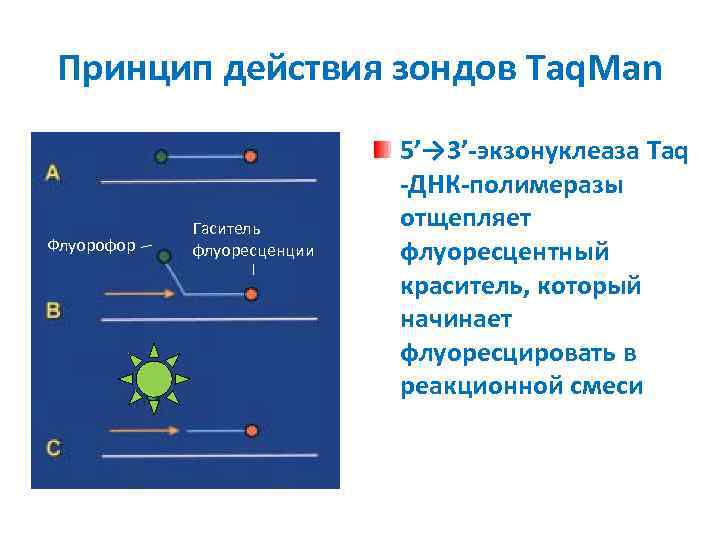 Принцип действия зондов Taq. Man Флуорофор Гаситель флуоресценции 5’→ 3’-экзонуклеаза Taq -ДНК-полимеразы отщепляет флуоресцентный