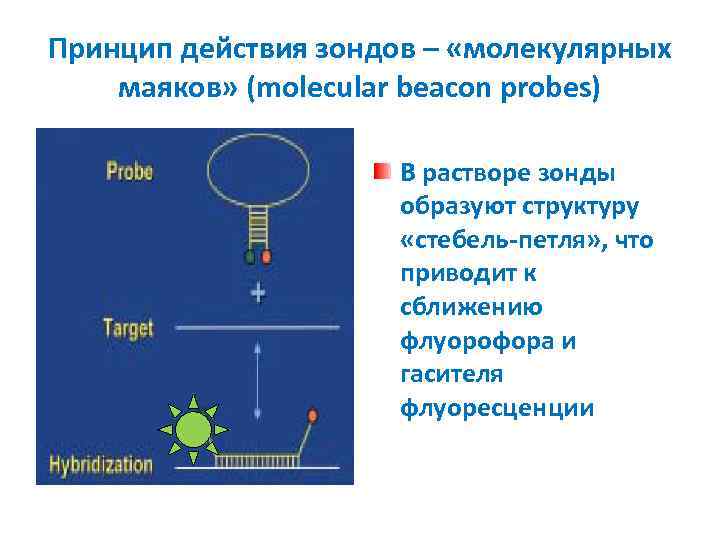 Принцип действия зондов – «молекулярных маяков» (molecular beacon probes) В растворе зонды образуют структуру