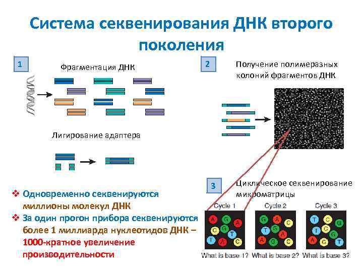 Фрагментация днк