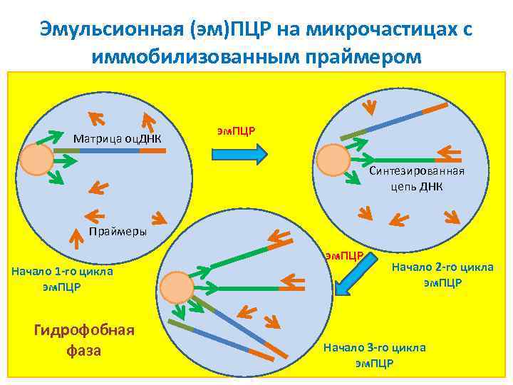 Эмульсионная (эм)ПЦР на микрочастицах с иммобилизованным праймером Матрица оц. ДНК эм. ПЦР Синтезированная цепь