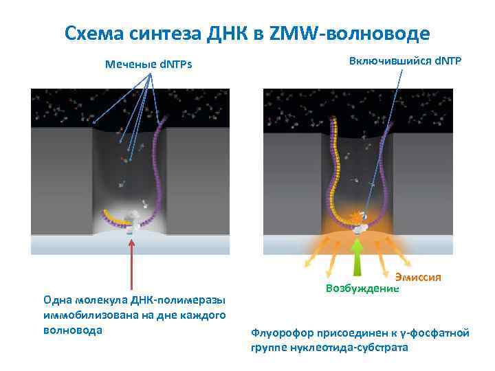 Схема синтеза ДНК в ZMW-волноводе Меченые d. NTPs Одна молекула ДНК-полимеразы иммобилизована на дне