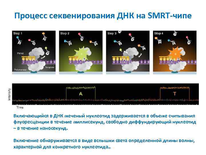 Процесс секвенирования ДНК на SMRT-чипе Включающийся в ДНК меченый нуклеотид задерживается в объеме считывания