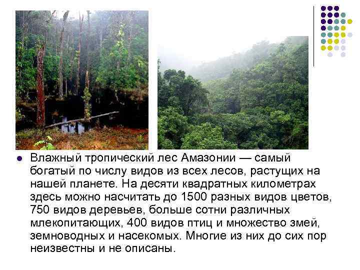 l Влажный тропический лес Амазонии — самый богатый по числу видов из всех лесов,