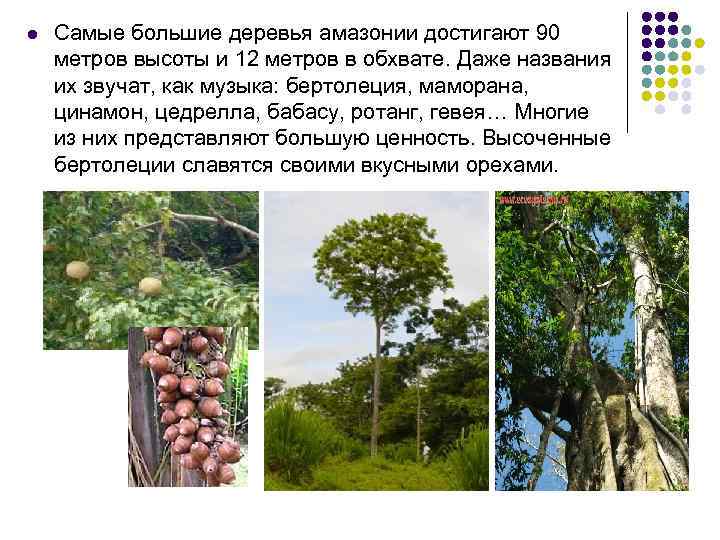 l Самые большие деревья амазонии достигают 90 метров высоты и 12 метров в обхвате.