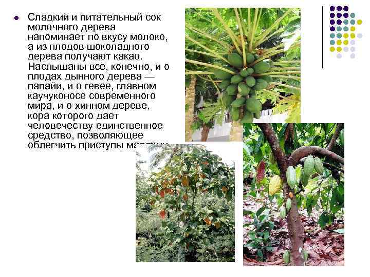 l Сладкий и питательный сок молочного дерева напоминает по вкусу молоко, а из плодов