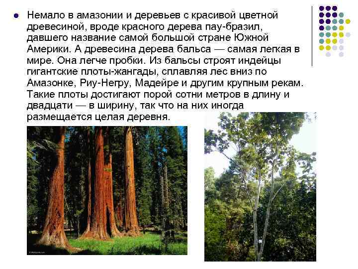 l Немало в амазонии и деревьев с красивой цветной древесиной, вроде красного дерева пау-бразил,