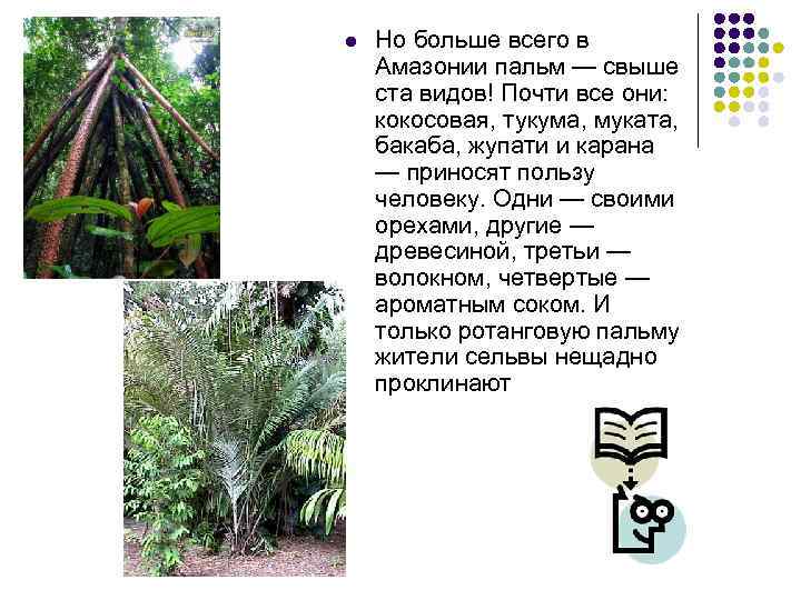 l Но больше всего в Амазонии пальм — свыше ста видов! Почти все они: