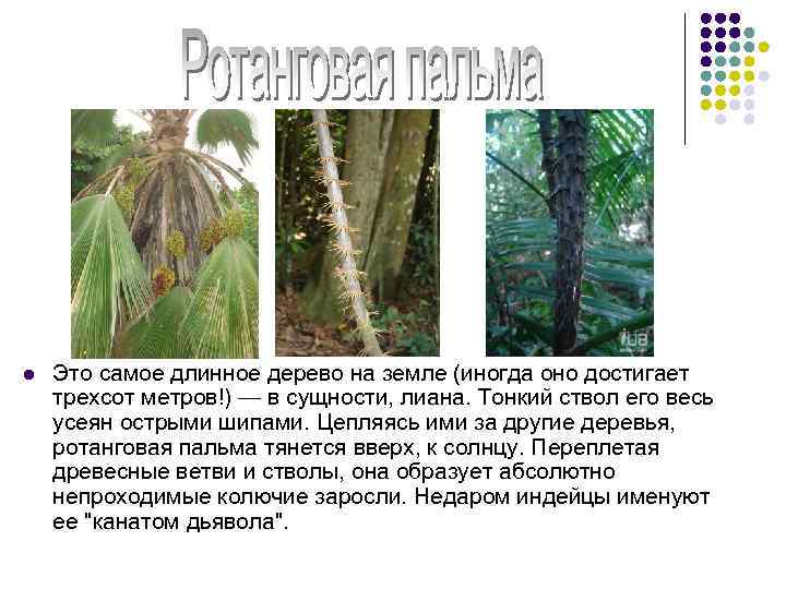 l Это самое длинное дерево на земле (иногда оно достигает трехсот метров!) — в