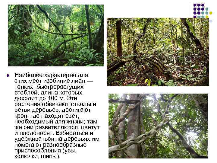 l Наиболее характерно для этих мест изобилие лиан — тонких, быстрорастущих стеблей, длина которых