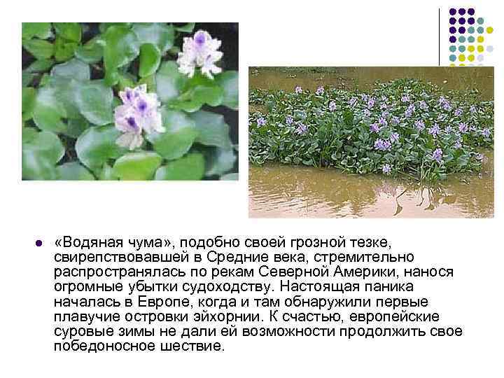 l «Водяная чума» , подобно своей грозной тезке, свирепствовавшей в Средние века, стремительно распространялась