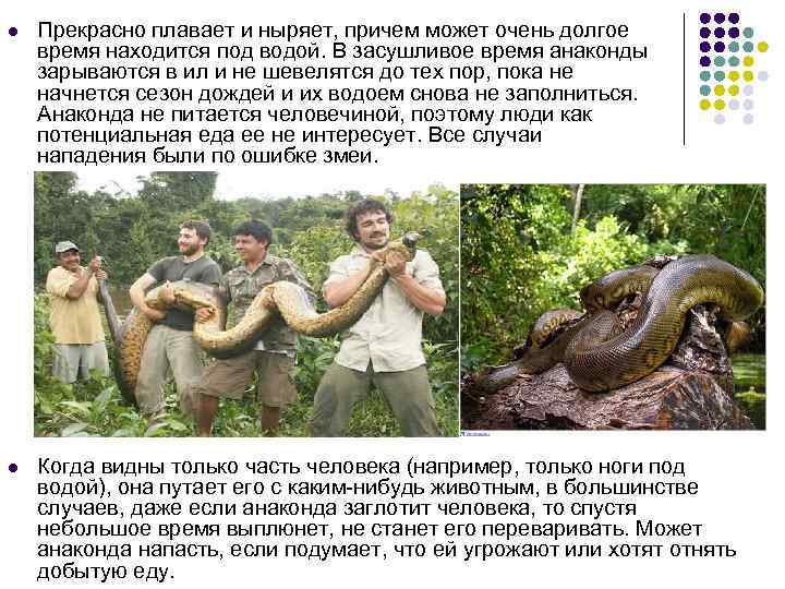 l Прекрасно плавает и ныряет, причем может очень долгое время находится под водой. В