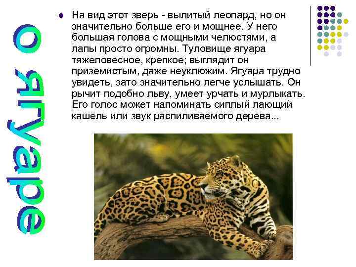 l На вид этот зверь - вылитый леопард, но он значительно больше его и