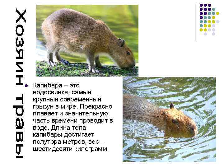 l Капибара – это водосвинка, самый крупный современный грызун в мире. Прекрасно плавает и