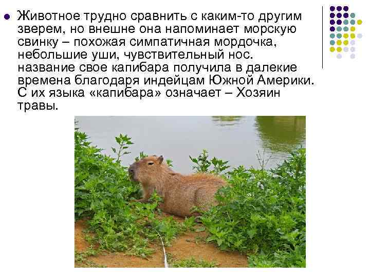 l Животное трудно сравнить с каким-то другим зверем, но внешне она напоминает морскую свинку