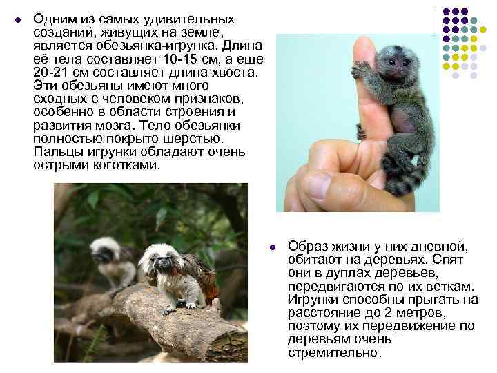 l Одним из самых удивительных созданий, живущих на земле, является обезьянка-игрунка. Длина её тела