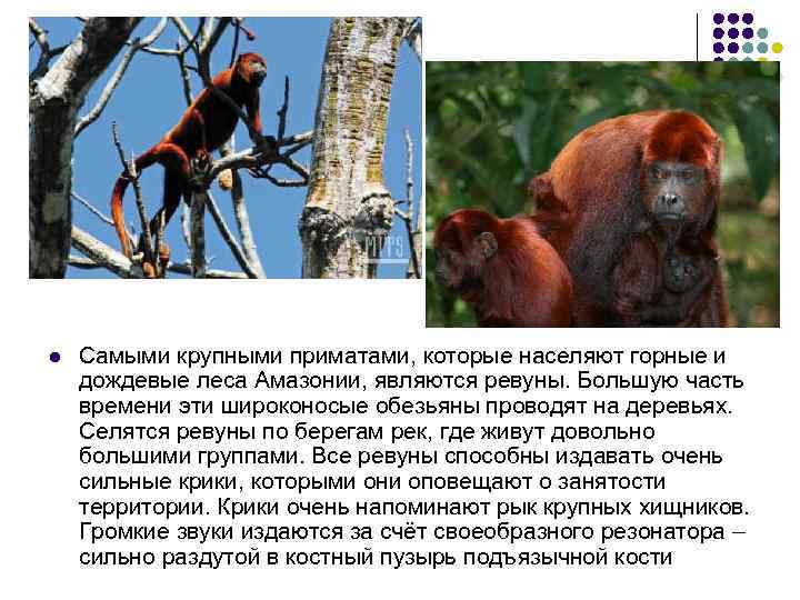 l Самыми крупными приматами, которые населяют горные и дождевые леса Амазонии, являются ревуны. Большую