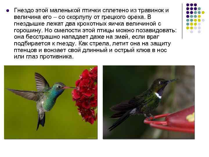 l Гнездо этой маленькой птички сплетено из травинок и величина его – со скорлупу