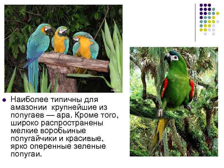 l Наиболее типичны для амазонии крупнейшие из попугаев — ара. Кроме того, широко распространены