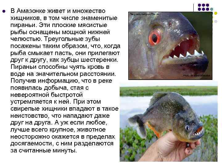 l В Амазонке живет и множество хищников, в том числе знаменитые пираньи. Эти плоские