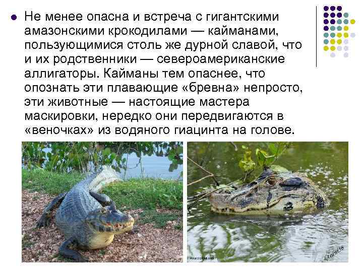 l Не менее опасна и встреча с гигантскими амазонскими крокодилами — кайманами, пользующимися столь