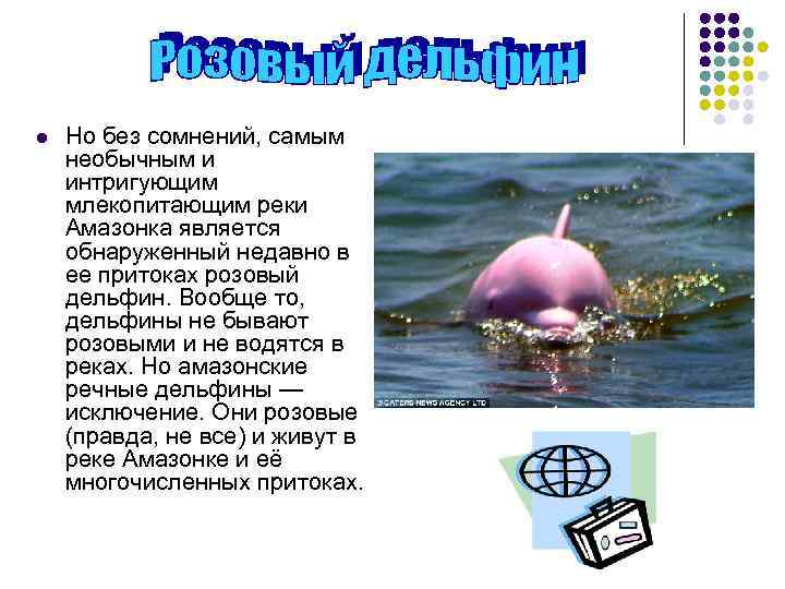 l Но без сомнений, самым необычным и интригующим млекопитающим реки Амазонка является обнаруженный недавно