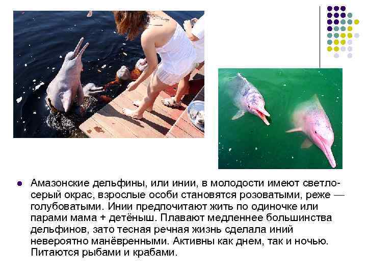 l Амазонские дельфины, или инии, в молодости имеют светлосерый окрас, взрослые особи становятся розоватыми,