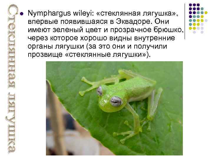 l Nymphargus wileyi: «стеклянная лягушка» , впервые появившаяся в Эквадоре. Они имеют зеленый цвет