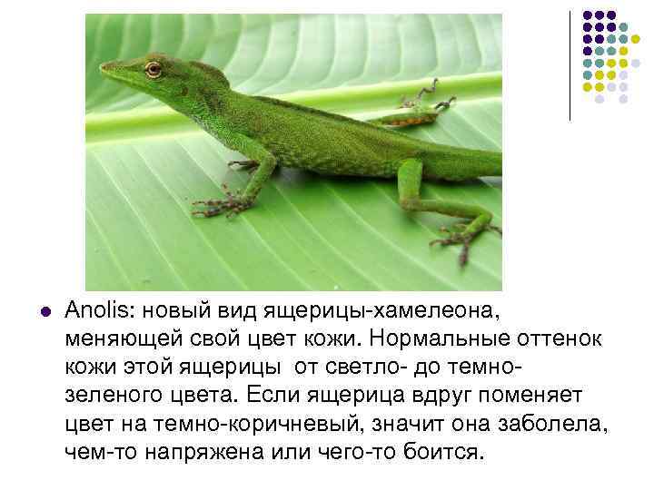 l Anolis: новый вид ящерицы-хамелеона, меняющей свой цвет кожи. Нормальные оттенок кожи этой ящерицы