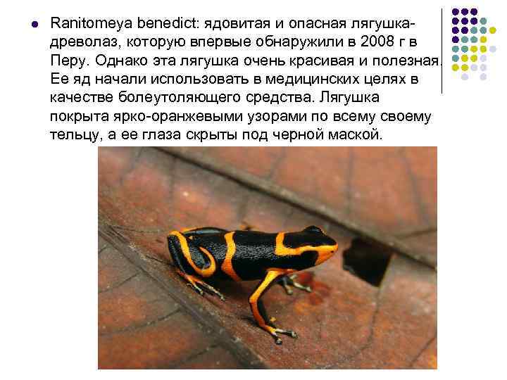 l Ranitomeya benedict: ядовитая и опасная лягушкадреволаз, которую впервые обнаружили в 2008 г в