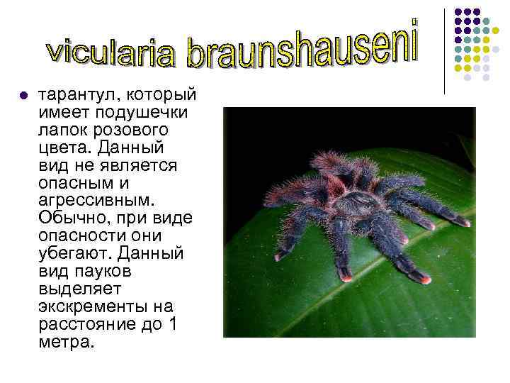 l тарантул, который имеет подушечки лапок розового цвета. Данный вид не является опасным и
