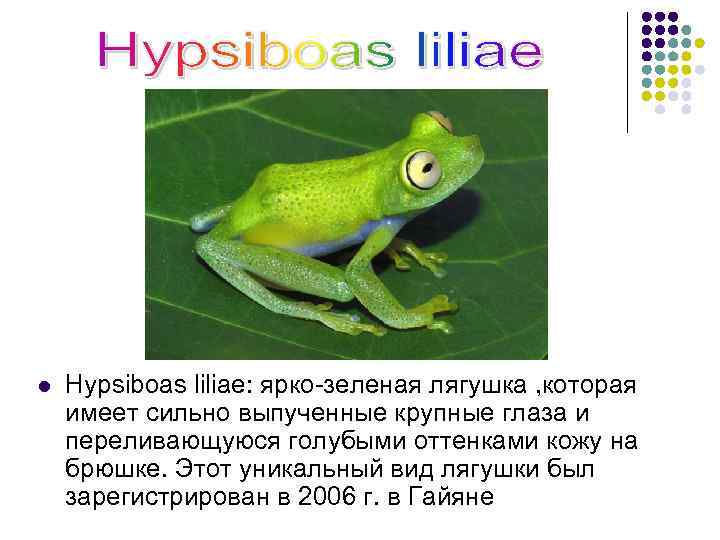 l Hypsiboas liliae: ярко-зеленая лягушка , которая имеет сильно выпученные крупные глаза и переливающуюся