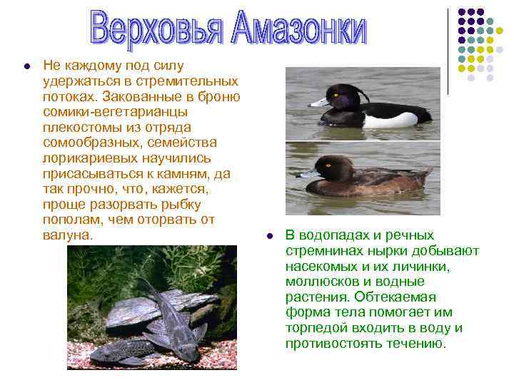 l Не каждому под силу удержаться в стремительных потоках. Закованные в броню сомики-вегетарианцы плекостомы