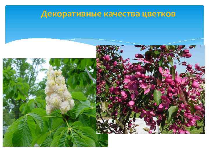 Декоративные качества цветков 