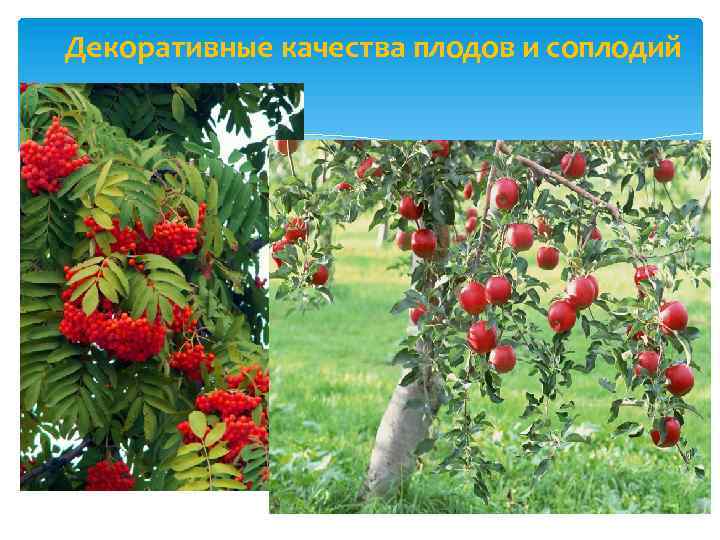 Декоративные качества плодов и соплодий 