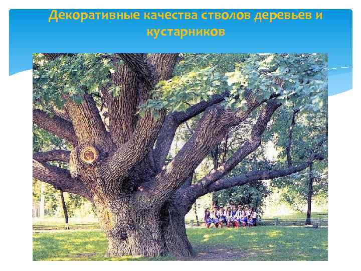 Декоративные качества стволов деревьев и кустарников 