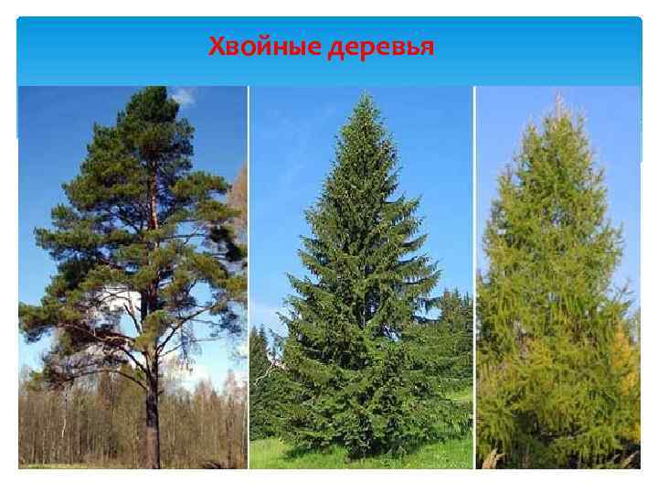 Хвойные деревья 
