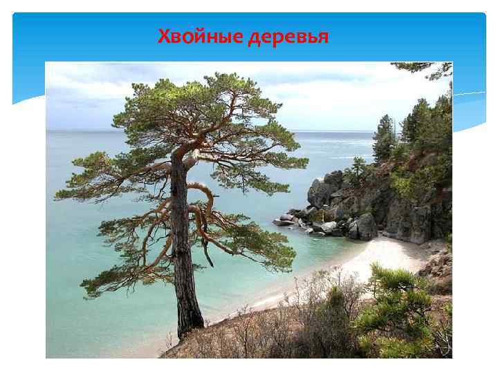 Хвойные деревья 