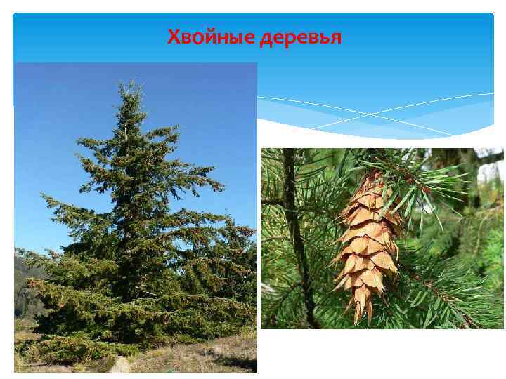 Хвойные деревья 