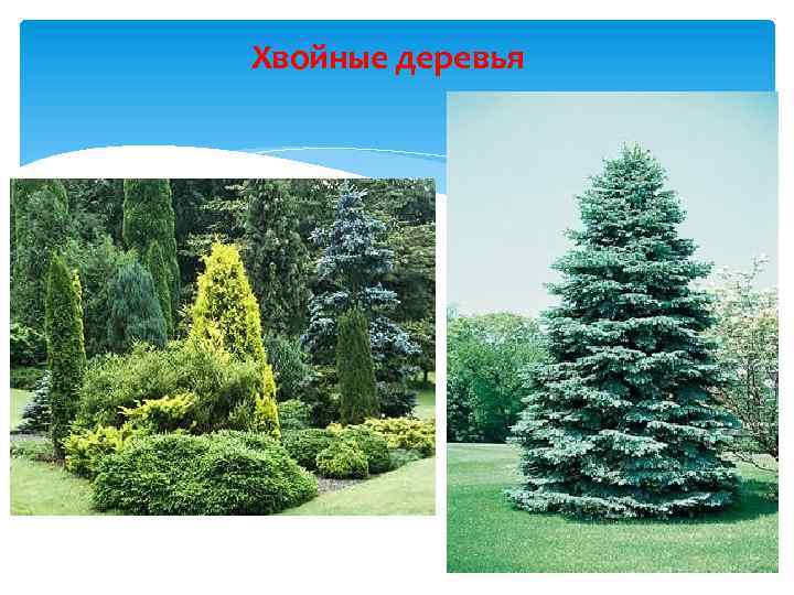 Хвойные деревья 