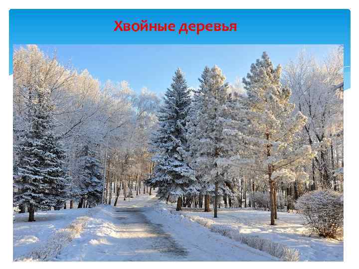 Хвойные деревья 