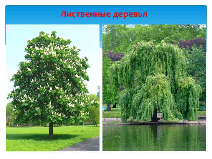 Лиственные деревья 