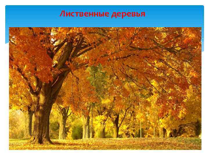 Лиственные деревья 