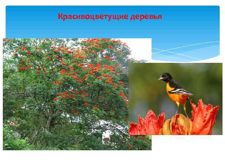 Красивоцветущие деревья 