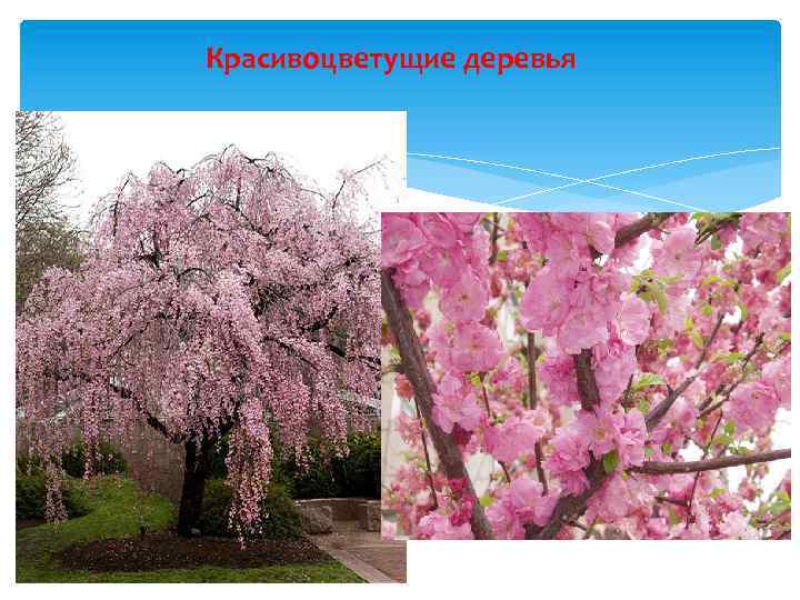 Красивоцветущие деревья 