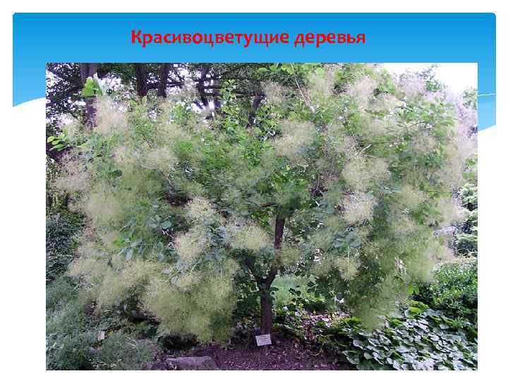 Красивоцветущие деревья 