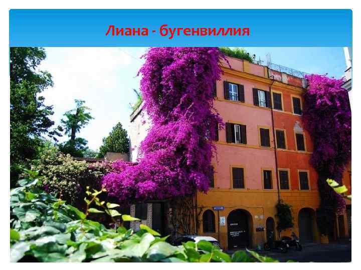 Лиана - бугенвиллия 