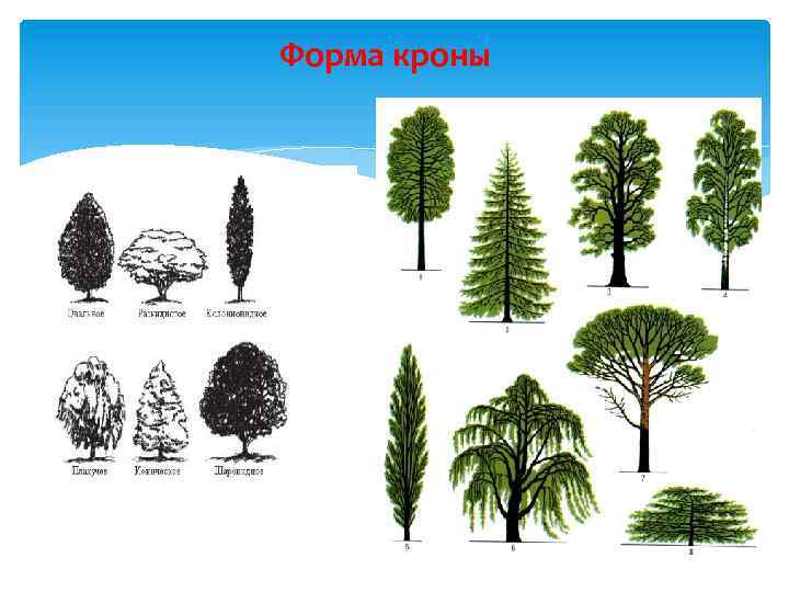 Форма кроны 
