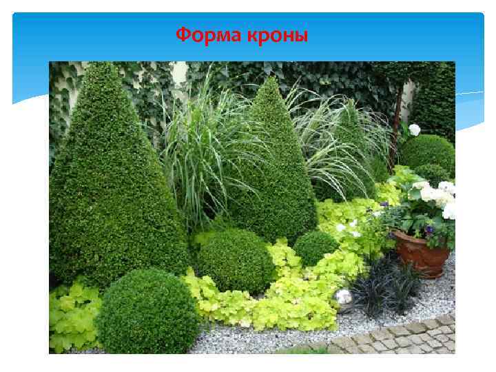 Форма кроны 